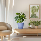 Ceramic Pots for Plants - Image 7
