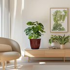 Ceramic Planter - Image 7