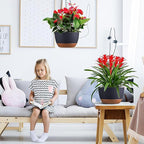 Hanging Planters for Indoor Plants - Image 3