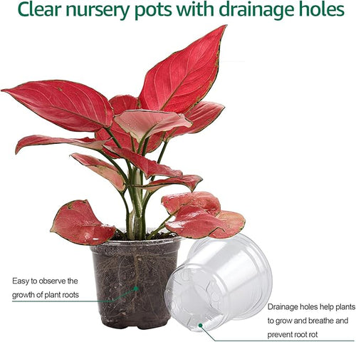 30 Packs 4 Inch Reinforced Clear Nursery Pots - Image 2