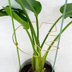 5PCS Monstera Plant Stem Support by Yohsnor