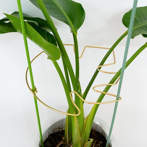 5PCS Monstera Plant Stem Support by Yohsnor