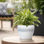 6.3 Inch Plant Pot - Image 4