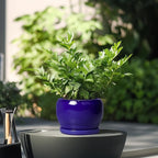 SQOWL Ceramic Planters for Indoor Plants - Image 4