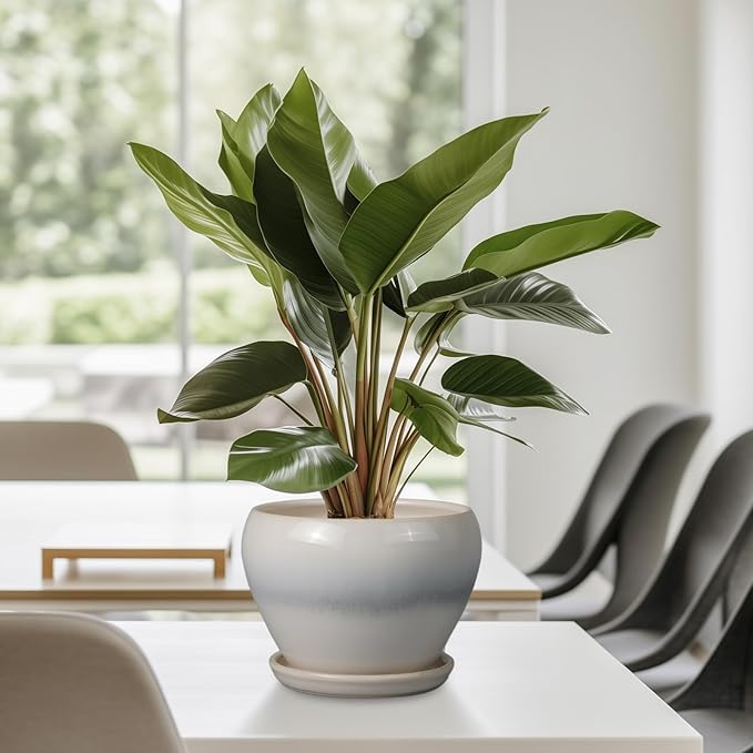 Planter Pot 6 Inch - Image 8
