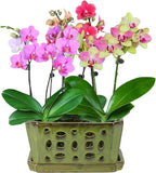 W&W Orchid Pot with Holes and Saucer - Image 7