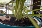KINJOEK 4 Packs 7 Inch Self Watering Pot - Image 5