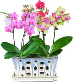 W&W Orchid Pot with Holes and Saucer - Image 7