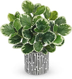 13" Artificial Plants Indoor Small Fake Plant in Ceramic Pot, Silk Plants by VillaComo