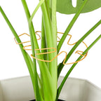 6PCS Iron Monstera Plant Support, Uniquely Designed Indoor Plant Accessories by Unknown