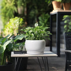 SQOWL Ceramic Planters for Indoor Plants - Image 5