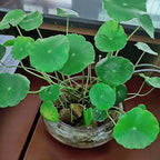 Glass Lotus Bowl Planter, Lotus Flower Bowl, Lotus Bowls - Image 7