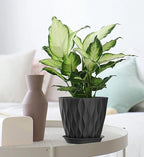 7 Inch Plant Pots 5 Pack, Flower Planters - Image 4