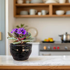 African Violet Pots Self Watering Round Ceramic Violet Pot - Image 9
