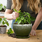6 Inch Plant Pot - Image 7