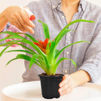 120 Packs Flexible Plastic Nursery Pots, 4 Inch Thickened Soft Plastic Pots - Image 7