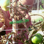 OJYUDD 300 Pcs Plant Support Clips, Plastic Tomato Clips, Plant Support Clips - Image 6