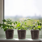 MIXC Clear Plant Nursery Pots - Image 6