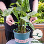 5PCS Monstera Plant Stem Support 7.3*6.25IN Adjustable Holder - Image 4