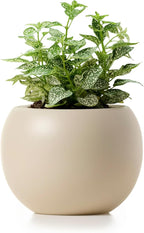 Ceramic Self Watering Plant Pot | 6.8 Inch Pot by Unknown