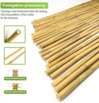 15pcs 3/4" D Thicker Heavy Duty Bamboo Stakes, 7FT Plant Stakes, Natural Garden - Image 3