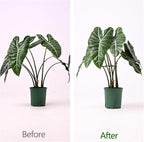 5PCS Monstera Plant Support Hook - Image 3