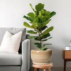 SQOWL Ceramic Plant Pot - Image 2