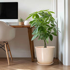 Ceramic Plant Pots - Image 3