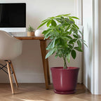 12 Inch Pots for Plants - Image 3