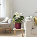 Ceramic Pots for Plants - Image 7