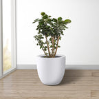 Kante 14 Inch Dia Round Concrete Planter, Indoor Outdoor Large Plant Pot - Image 10