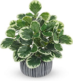 13" Artificial Plants Indoor Small Fake Plant in Ceramic Pot, Silk Plants by VillaComo