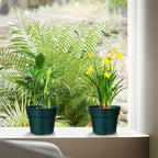 50 Pack 6 Inch Nursery Pots, Planting Grow Plastic Flower Pots, Thick Planters - Image 6