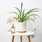 Gepege White Indoor Pots for Plants, Ceramic Planter - Image 5