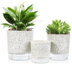 Self Watering Pots for Indoor Plants, 6 & 5 & 4 Inch Stylish Flower Pots by Etvski