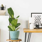 10 inch Plant Pots Ceramic Planter - Image 4