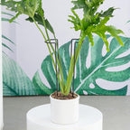 10 Pack Large Iron Monstera Trellis - Image 6