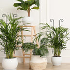 Plant Trellis for Potted Plants 2p, Larger 23in Garden Trellis for Climbing - Image 4