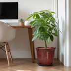 Ceramic Pots for Plants - Image 3