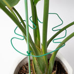 5PCS Monstera Plant Stem Support 7.3*6.25IN Adjustable Holder - Image 7