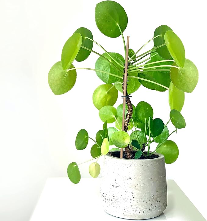 Plant Stakes Natural Garden Bamboo Sticks - Image 6
