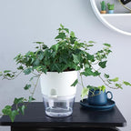 6 Inch Self Watering Plastic Plant Pots - Image 5
