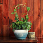 3Pack Bamboo Trellis 16 Inch Round Shaped Small Plant Trellis - Image 6