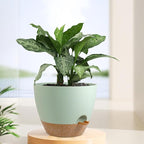 12 inch Large Self Watering Pots, Plant Pots - Image 6