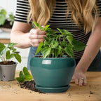 Indoor Plant Pot 6 Inch - Image 6