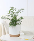 kubvici 2 Pack 8 Inch Planters for Indoor Plants, Plastic Flower Pots Plant - Image 5