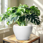 Ceramic Pot for Plants - Image 6