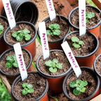 TDHDIKE 4" Small Plastic Plant Pots - Image 7