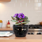African Violet Pots Self Watering Round Ceramic Violet Pot - Image 8