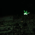 Outdoor Solar Garden Stake Light - Image 3